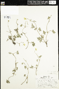 Ranunculus repens image