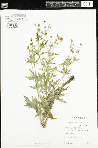 Ranunculus pensylvanicus image
