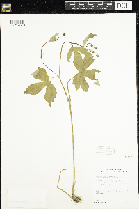 Ranunculus recurvatus image
