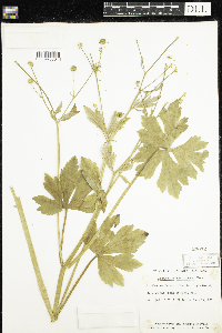 Ranunculus recurvatus image