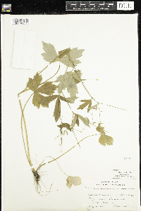 Ranunculus recurvatus image