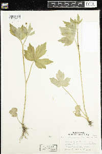 Ranunculus recurvatus image