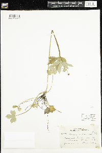 Ranunculus recurvatus image