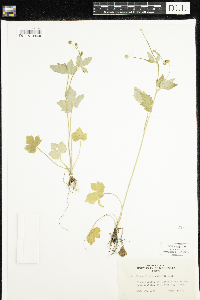 Ranunculus recurvatus image