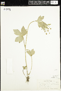 Ranunculus recurvatus image