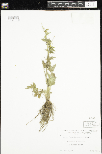 Ranunculus pensylvanicus image