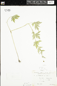 Ranunculus pensylvanicus image