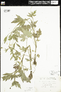 Ranunculus pensylvanicus image