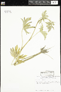 Ranunculus pensylvanicus image