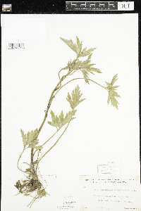 Ranunculus pensylvanicus image