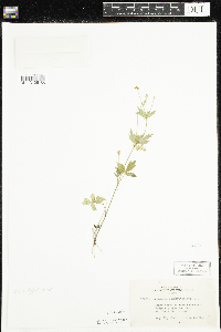 Ranunculus pensylvanicus image