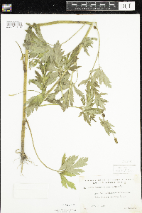 Ranunculus pensylvanicus image