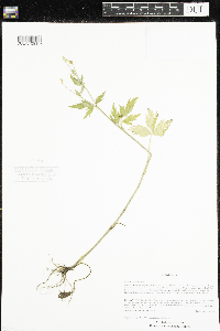 Ranunculus pensylvanicus image