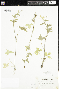 Ranunculus pensylvanicus image