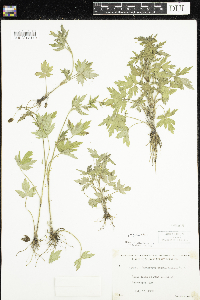 Ranunculus pensylvanicus image