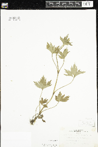 Ranunculus pensylvanicus image