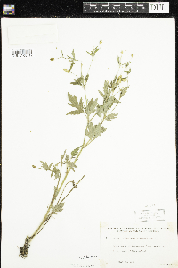 Ranunculus pensylvanicus image