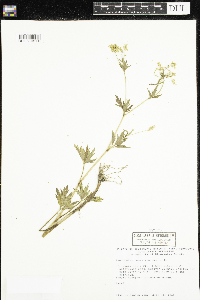 Ranunculus pensylvanicus image