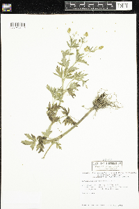 Ranunculus pensylvanicus image