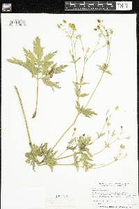Ranunculus pensylvanicus image