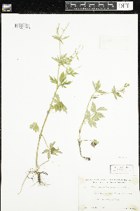 Ranunculus pensylvanicus image