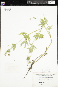 Ranunculus pensylvanicus image