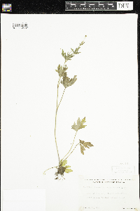Ranunculus pensylvanicus image