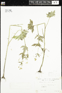 Ranunculus pensylvanicus image