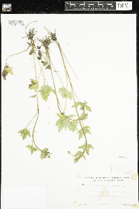 Ranunculus pensylvanicus image