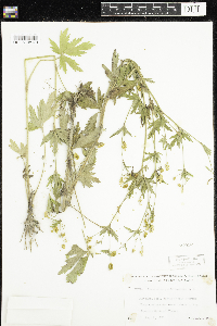 Ranunculus pensylvanicus image
