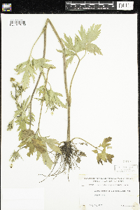 Ranunculus pensylvanicus image