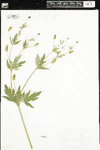 Ranunculus pensylvanicus image
