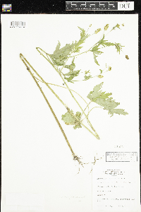 Ranunculus pensylvanicus image