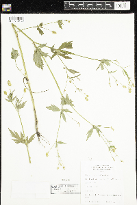 Ranunculus pensylvanicus image
