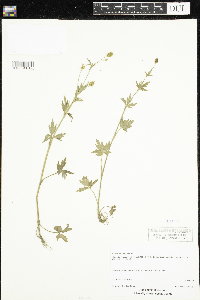 Ranunculus pensylvanicus image