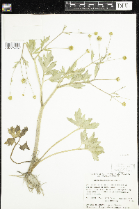 Image of Ranunculus macounii