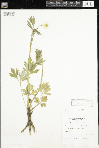 Ranunculus hispidus image