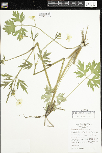 Ranunculus hispidus image