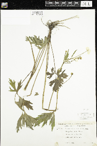 Ranunculus hispidus image