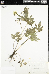 Ranunculus hispidus image