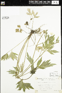 Ranunculus hispidus image