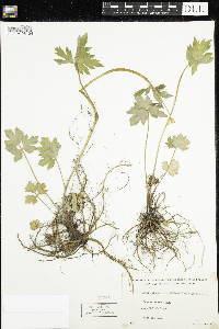 Ranunculus hispidus image