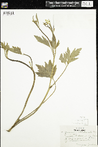 Ranunculus hispidus image