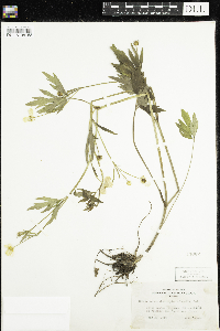 Ranunculus hispidus image