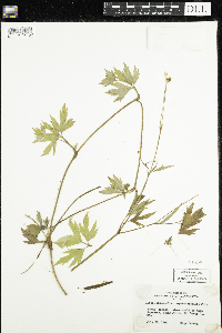 Ranunculus hispidus image