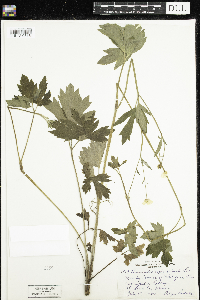 Ranunculus hispidus image