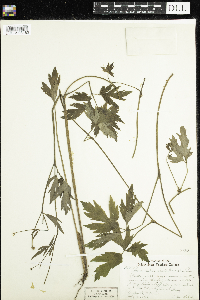 Ranunculus hispidus image