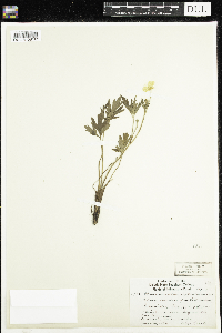 Ranunculus hispidus image