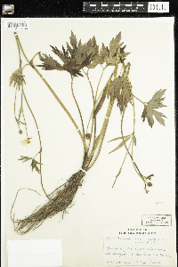 Ranunculus hispidus image