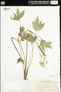 Ranunculus hispidus image